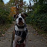 animal, brindle, brown_fur, bulldog, collar, dog, forest, harness, leash, nature, outdoor, path, pet, portrait, serious_expression, short-haired, sitting, trail, white_fur, woodland