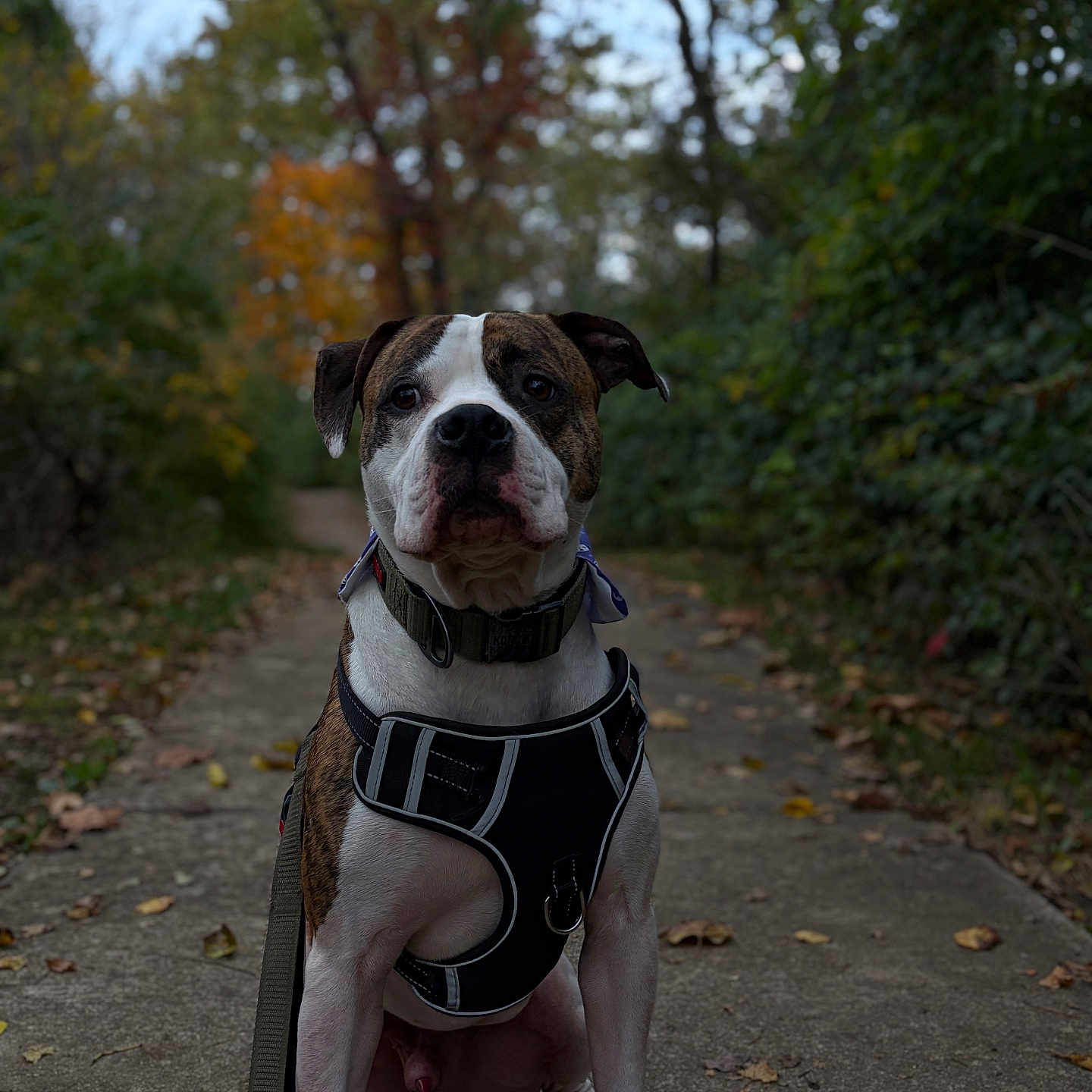 Toby
