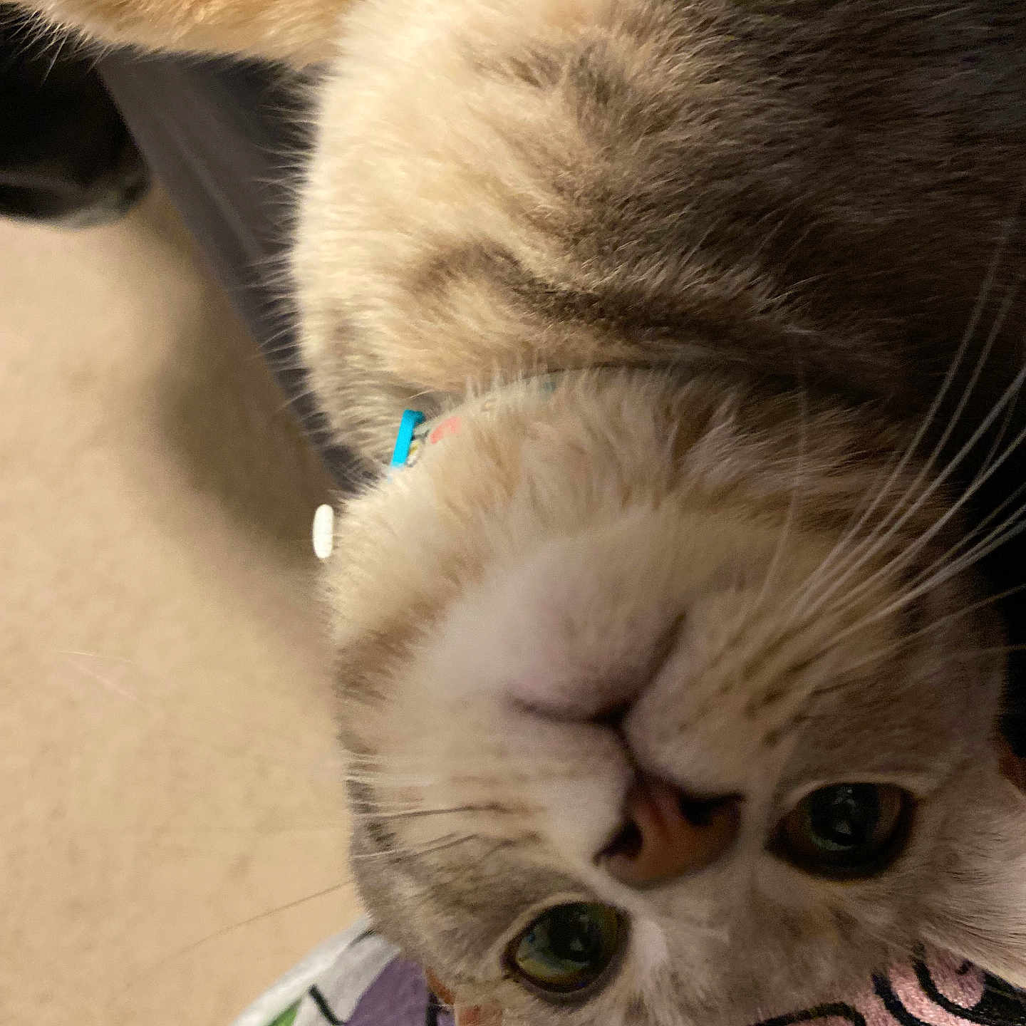 Nova Rose joined the competition — help win amazing prizes! abyssinian, accessories, angora, animal, bodypart, cat, chair, collar, couch, furniture, kitten, leash, manx, mouth, person, pet, siamese, sleeping, strap, tongue