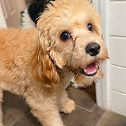 Teddy is registered to the contest to win money with this photo: animal, black_and_white_dog, brown_dog, canine, close_up, companion, curious, cute, dog, domestic, floor, fur, happy, house, indoor, pet, playful, puppy, tile_floor, walking