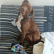 Bella a rejoint le concours — aidez-le/la à gagner de superbes lots ! animal, blanket, brown_dog, canine, companion, couch, curious, dog, domestic, furniture, head_tilt, indoor, pet, playful, resting, rope_toy, seated, striped_couch, toy, white_blanket