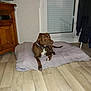 dog, brown_dog, pet, indoor, floor, wooden_floor, pillow, checkered, window, blinds, clothing, hanger, furniture, cabinet, collar, animal, domestic_animal, resting, looking_away, flash_reflection