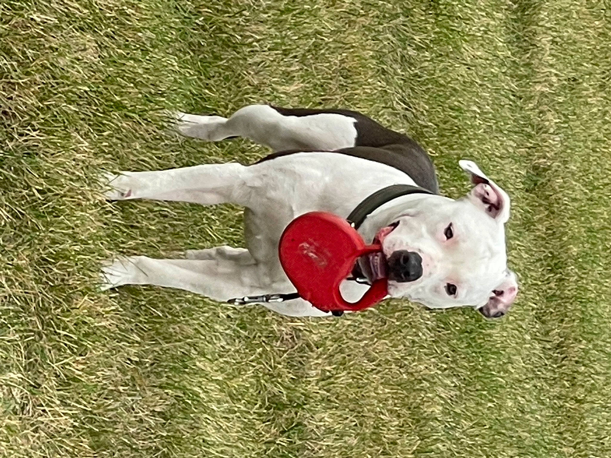 Bruiser joined the competition — help win amazing prizes! art, ball, canidae, carmine, carnivore, companion_dog, dog, dog_breed, dog_supply, english_white_terrier, grass, grassland, non_sporting_group, pet_supply, snout, sporting_group, sports_toy, terrestrial_animal, toy, working_animal