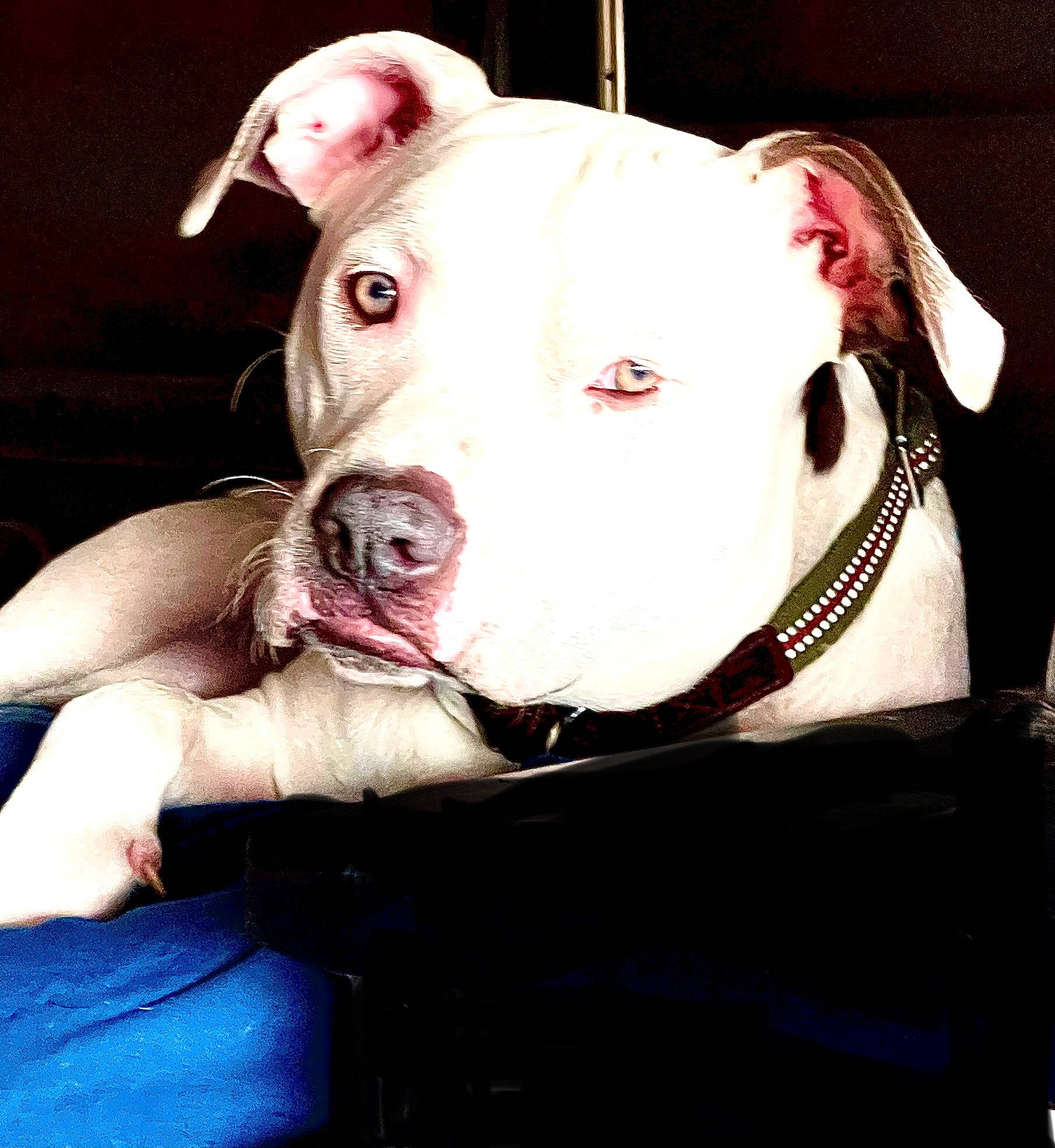 Bruiser is registered to the contest to win money with this photo: canidae, carnivore, collar, companion_dog, cordoba_fighting_dog, dog, dog_breed, dog_supply, fawn, flesh, livestock, non_sporting_group, pet_supply, pink, sporting_group, terrestrial_animal, working_animal