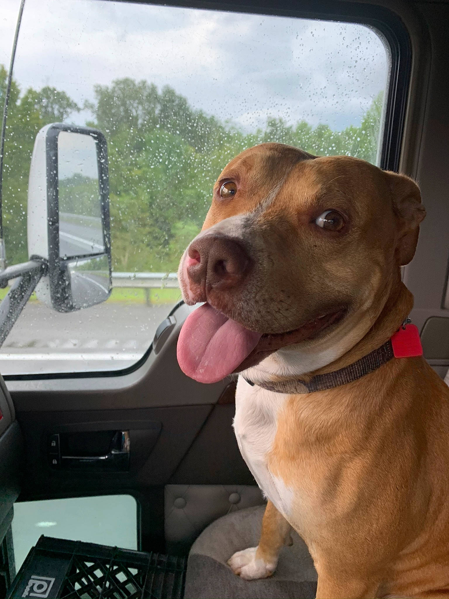 Dozer joined the competition — help win amazing prizes! automotive_exterior, automotive_mirror, carnivore, cloud, collar, companion_dog, dog, dog_breed, dog_collar, family_car, fawn, liver, motor_vehicle, sky, snout, sporting_group, vehicle, vehicle_door, windshield, working_animal