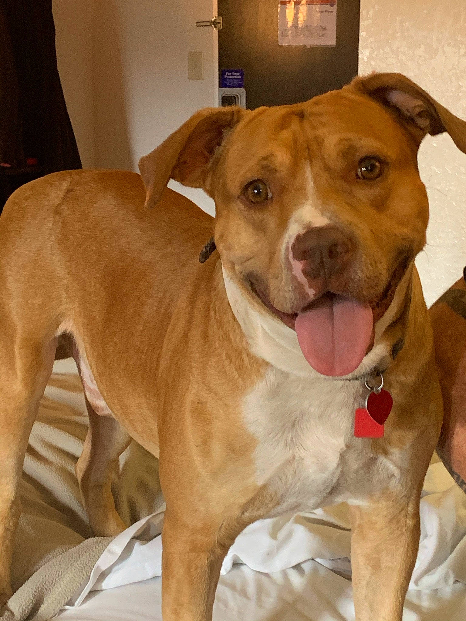 Dozer joined the competition — help win amazing prizes! ancient_dog_breeds, canidae, carnivore, collar, companion_dog, dog, dog_breed, dog_collar, fawn, fur, hunting_dog, liver, non_sporting_group, paw, pet_supply, snout, sporting_group, whiskers, working_animal, working_dog