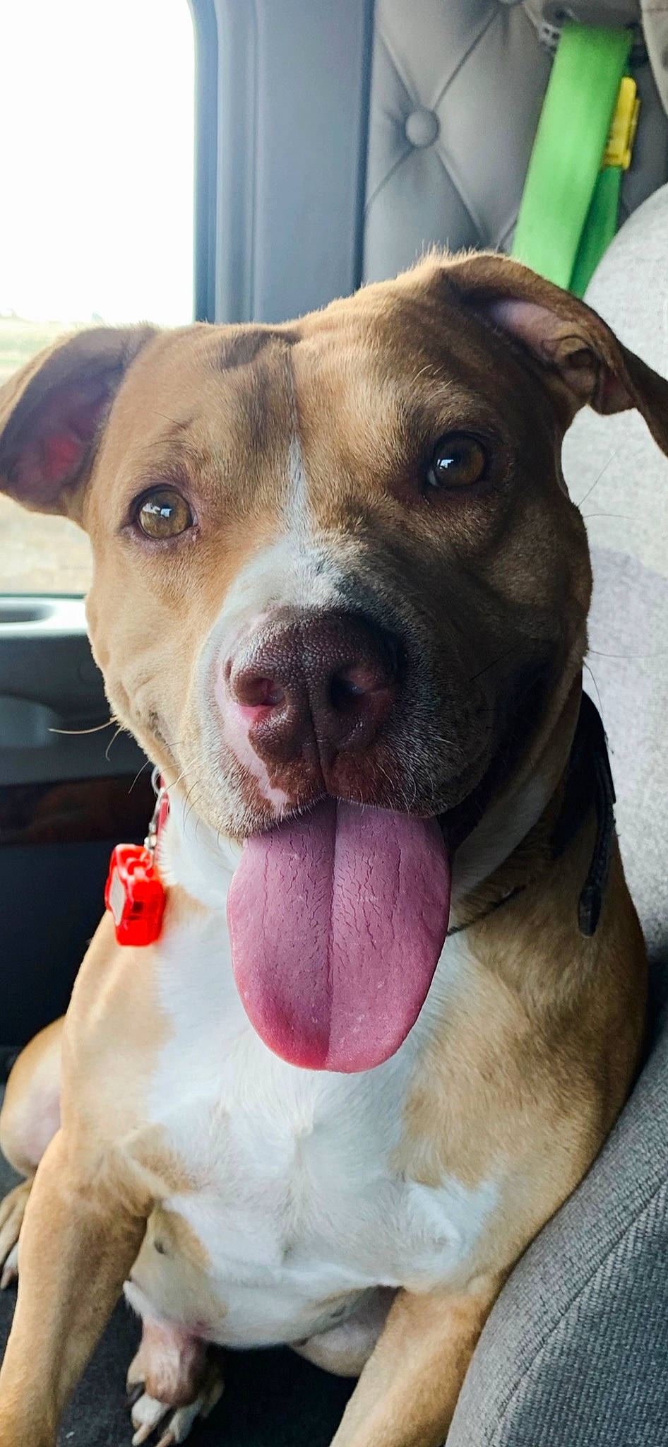 Dozer joined the competition — help win amazing prizes! canidae, carnivore, collar, companion_dog, dog, dog_breed, dog_collar, ear, fawn, fur, jaw, liver, mammal, pet_supply, snout, sporting_group, vertebrate, whiskers, working_animal, wrinkle