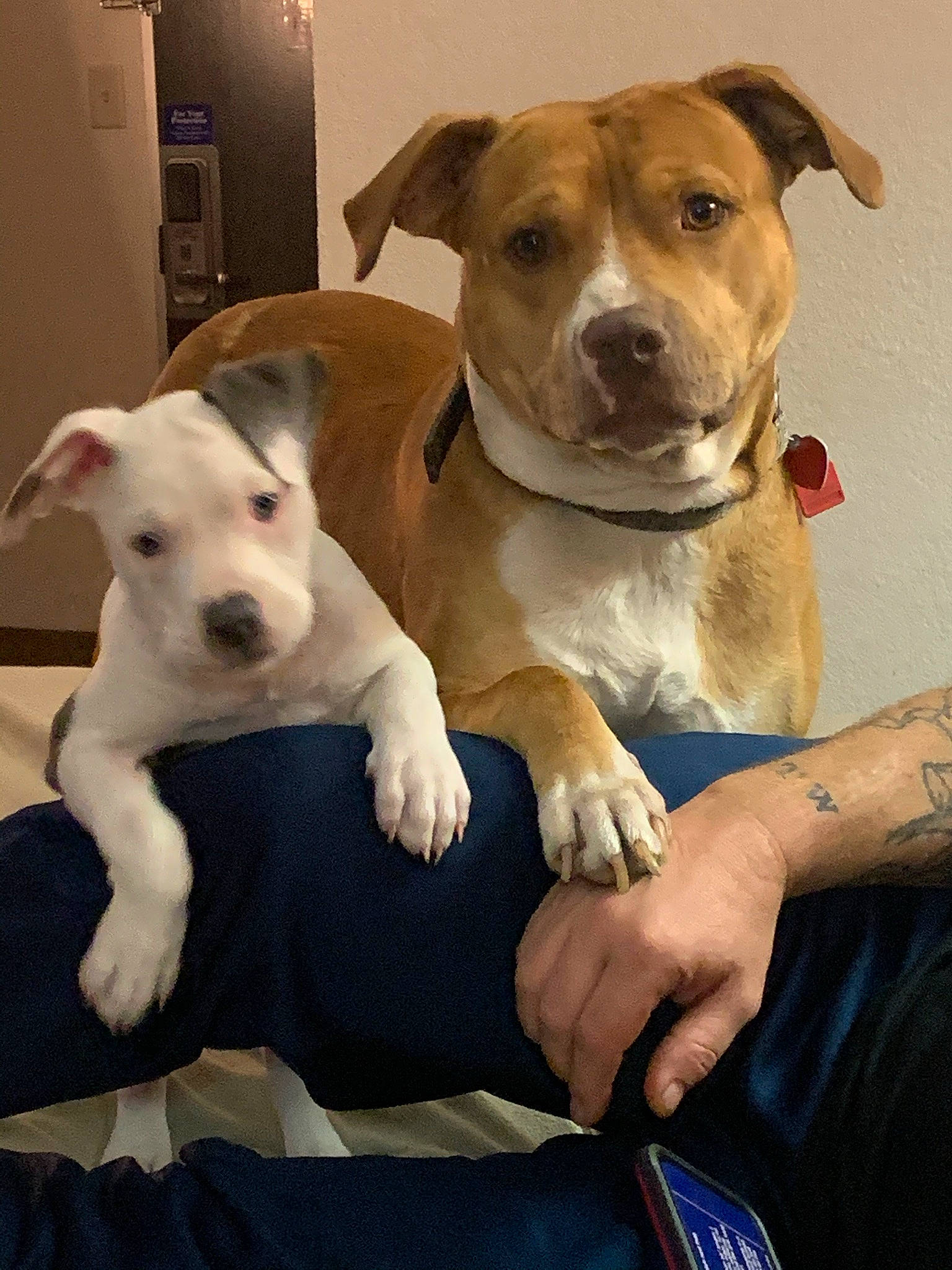 Dozer joined the competition — help win amazing prizes! ancient_dog_breeds, canidae, carnivore, collar, comfort, companion_dog, dog, dog_breed, dog_collar, dog_supply, fawn, non_sporting_group, paw, pet_supply, puppy, snout, sporting_group, terrier, whiskers, working_animal