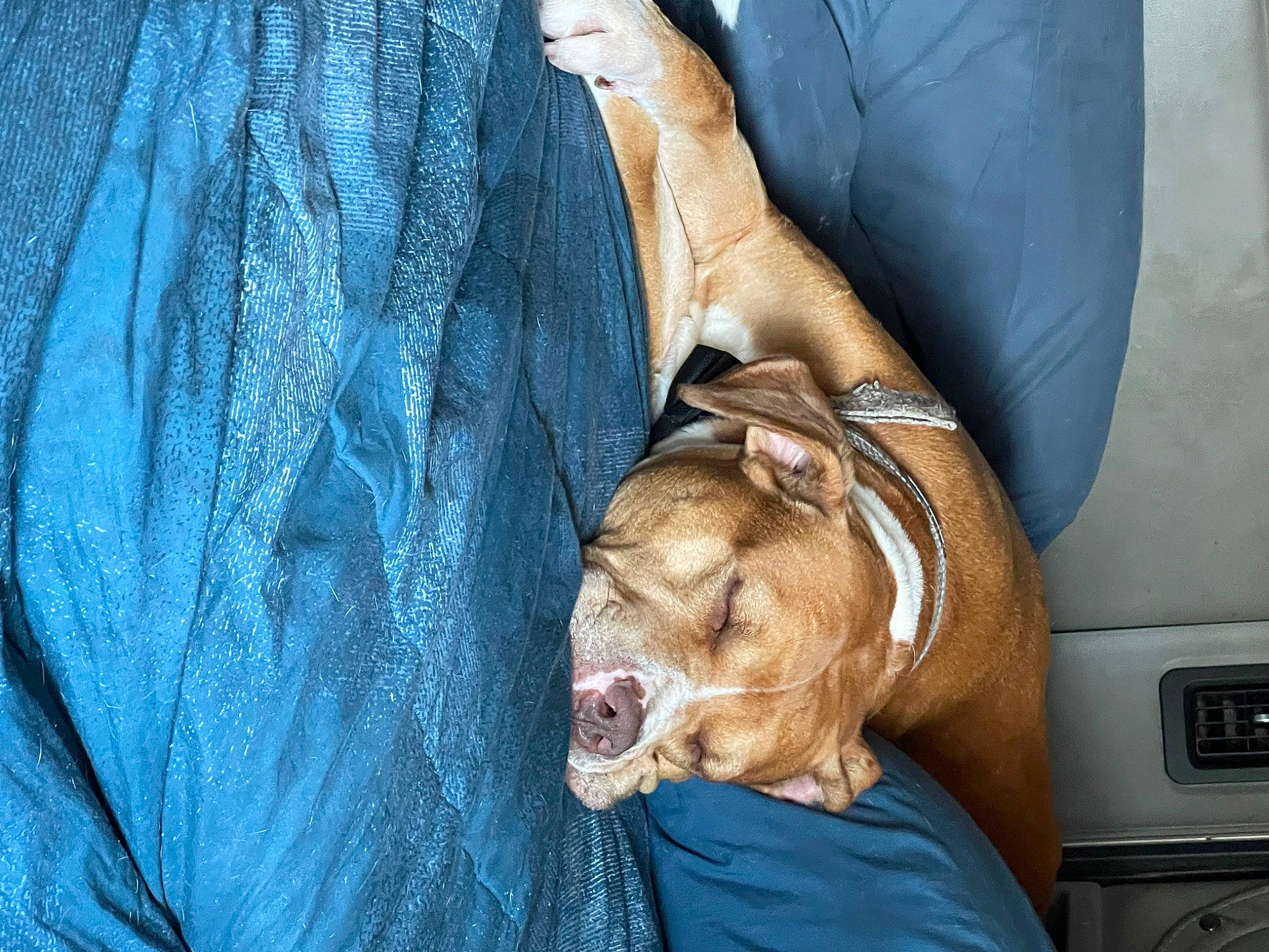 Dozer is registered to the contest to win money with this photo: canidae, car_seat, carnivore, comfort, companion_dog, denim, dog, dog_breed, electric_blue, fawn, fur, human_leg, linens, liver, snout, sporting_group, whiskers, working_animal