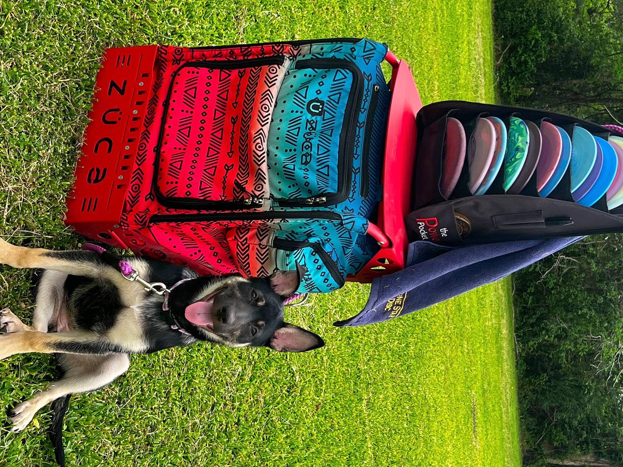 Rocky joined the competition — help win amazing prizes! art, bag, canidae, carnivore, collar, companion_dog, dog, dog_breed, dog_collar, dog_supply, fashion_accessory, grass, green, leash, leisure, pet_supply, plant, sporting_group, tartan, working_animal