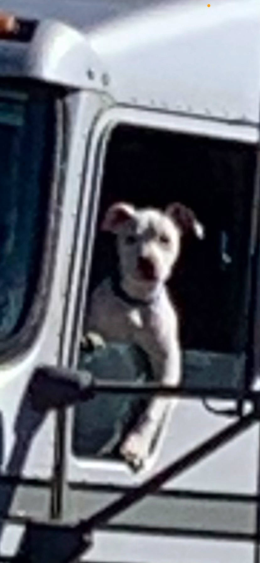 Bruiser And Dozer is registered to the contest to win money with this photo: automotive_exterior, automotive_window_part, canidae, carnivore, companion_dog, dog, dog_breed, dog_supply, family_car, fur, glass, non_sporting_group, pet_supply, snout, sporting_group, terrier, toy_dog, vehicle_door, whiskers, windshield