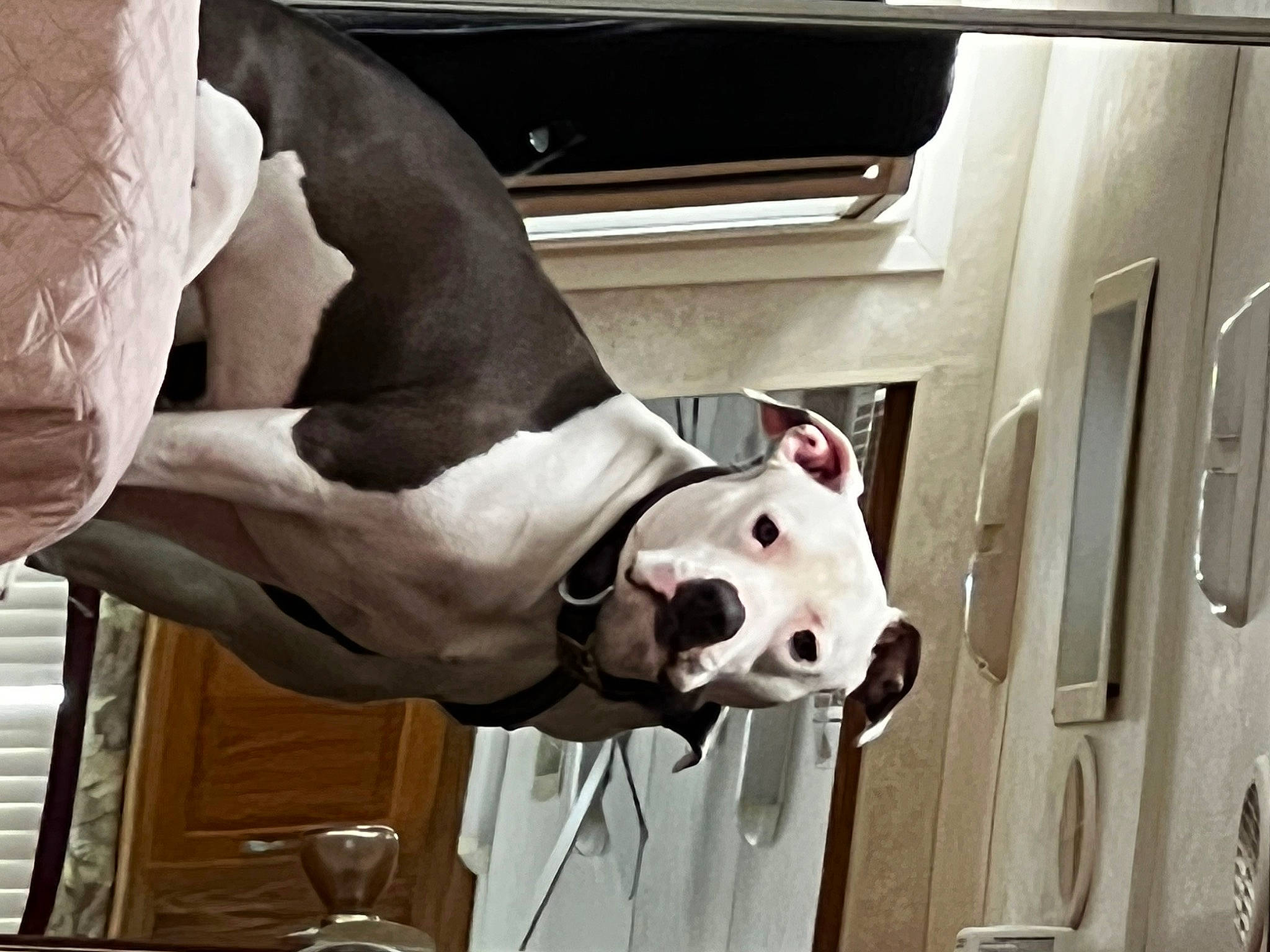 Bruiser And Dozer is registered to the contest to win money with this photo: ball, canidae, carnivore, collar, companion_dog, dog, dog_breed, door, eye, fawn, fur, jaw, mammal, non_sporting_group, snout, sporting_group, toy, vertebrate, white, working_animal