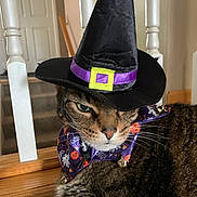 Budders joined the competition — help win amazing prizes! cat, tabby_cat, witch_hat, halloween, costume, collar, indoor, carpet, wooden_railing, closeup, pet, animal, feline, brown_fur, green_eyes, whiskers, resting, unimpressed, holiday, decorative
