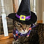 cat, tabby_cat, witch_hat, halloween, costume, collar, indoor, carpet, wooden_railing, closeup, pet, animal, feline, brown_fur, green_eyes, whiskers, resting, unimpressed, holiday, decorative
