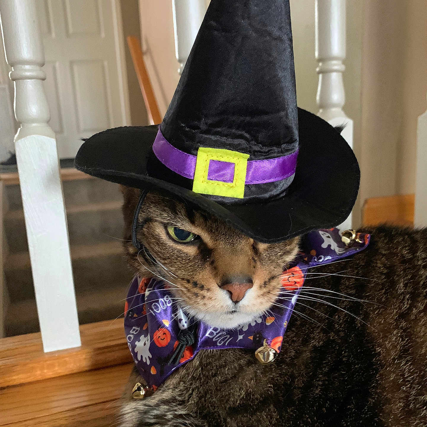 Budders joined the competition — help win amazing prizes! animal, brown_fur, carpet, cat, closeup, collar, costume, decorative, feline, green_eyes, halloween, holiday, indoor, pet, resting, tabby_cat, unimpressed, whiskers, witch_hat, wooden_railing