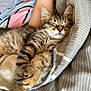 kitten, cat, sleeping, fur, tabby, striped, blanket, bed, cozy, resting, arm, comfort, indoor, cute, pet, animal, soft, relaxation, feline, nap