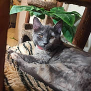 Amelia joined the competition — help win amazing prizes! cat, gray_cat, feline, pet, animal, indoor, blanket, cozy, resting, fur, whiskers, ears, eyes, cat_tree, plant, wood, home, relaxed, mammal, cute