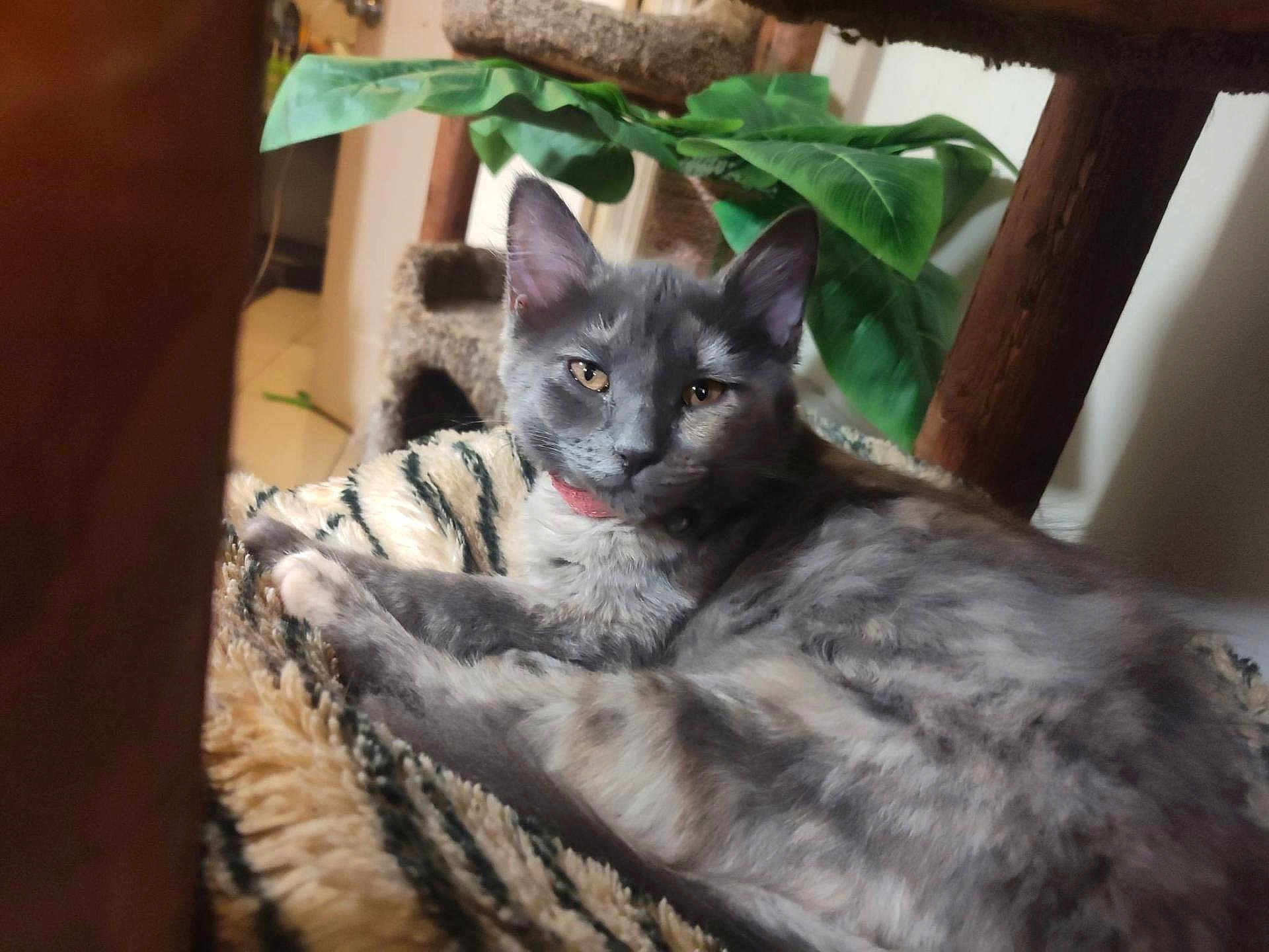 Amelia
