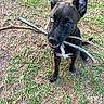 dog, puppy, black_dog, blue_eyes, animal, pet, stick, branch, outdoors, grass, yard, playful, chewing, holding, portrait, close_up, standing, fur, canine, funny