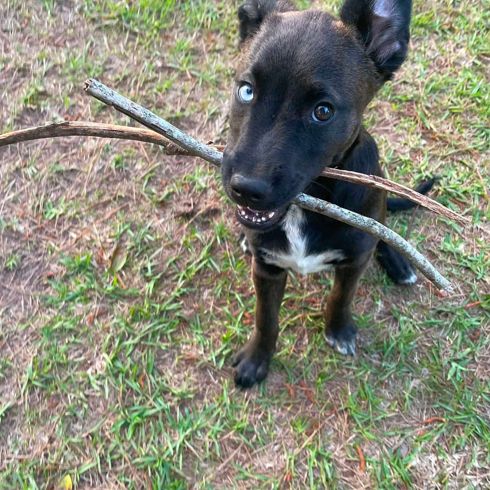Laynee joined the competition — help win amazing prizes! dog, puppy, black_dog, blue_eyes, animal, pet, stick, branch, outdoors, grass, yard, playful, chewing, holding, portrait, close_up, standing, fur, canine, funny