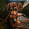 animal, black, brown, car_interior, center_console, cute, dog, ears, eyes, front_paws, indoor, leather_seat, nose, pet, puppy, seat, small, vehicle, white, young_dog