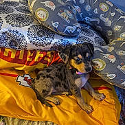 Dolly joined the competition — help win amazing prizes! puppy, dog, blanket, pillow, animal_print, bed, cute, pet, indoor, canine, small_dog, pattern, yellow, gray, black, brown, fur, collar, resting, cozy