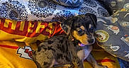 Dolly joined the competition — help win amazing prizes! animal_print, bed, black, blanket, brown, canine, collar, cozy, cute, dog, fur, gray, indoor, pattern, pet, pillow, puppy, resting, small_dog, yellow