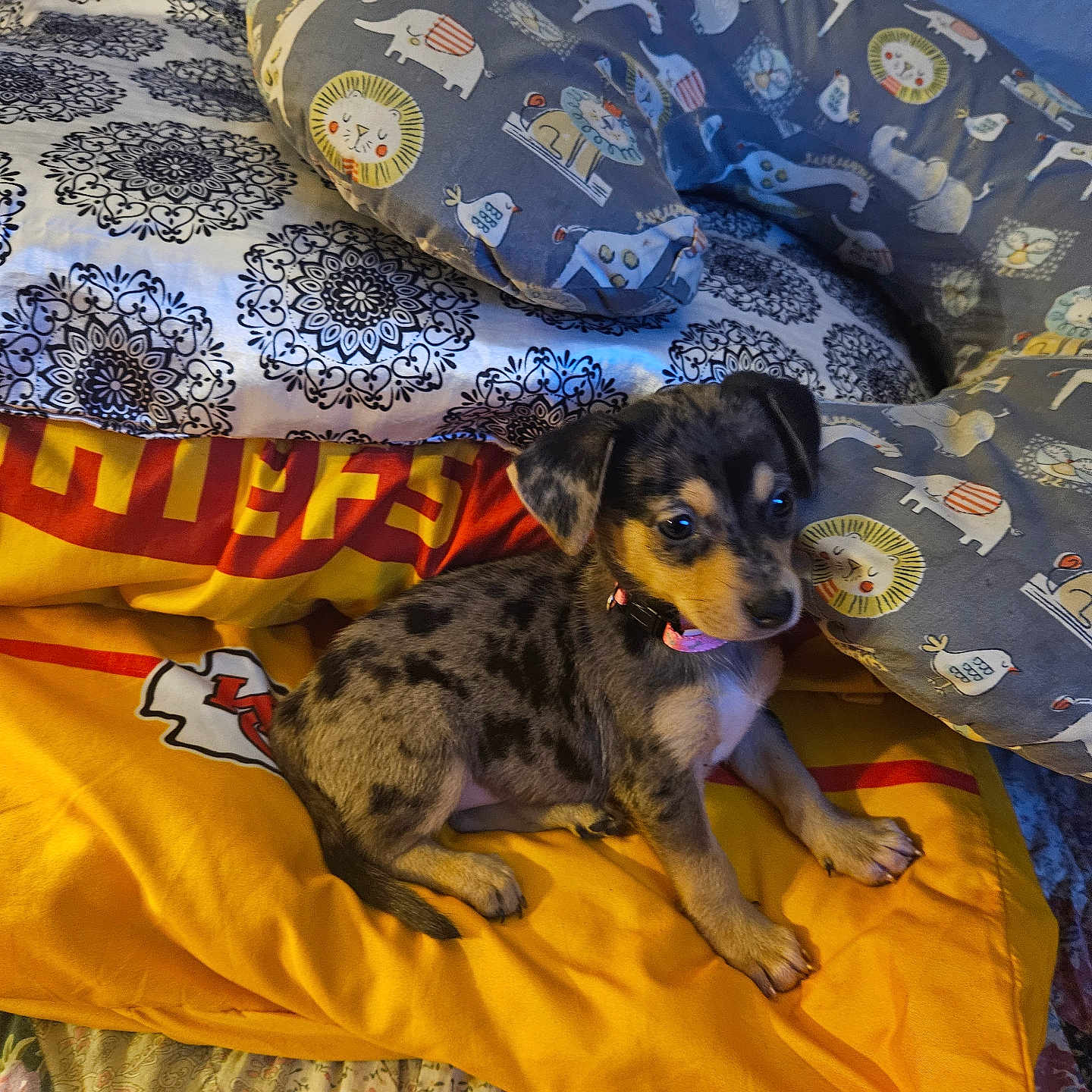 Dolly joined the competition — help win amazing prizes! puppy, dog, blanket, pillow, animal_print, bed, cute, pet, indoor, canine, small_dog, pattern, yellow, gray, black, brown, fur, collar, resting, cozy