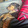 animal, blanket, close_up, collar, comfort, cozy, cute, dog, domestic_animal, fur, human_leg, indoor, patterned_leggings, pet, puppy, red_clothing, relaxation, resting, sleeping, texture
