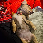 Dolly is registered to the contest to win money with this photo: adorable, animal, blanket, collar, comfort, cozy, cute, dog, fabric, fur, indoor, paw, pet, puppy, red_color, relaxed, resting, sleeping, snout, young_animal