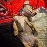adorable, animal, blanket, collar, comfort, cozy, cute, dog, fabric, fur, indoor, paw, pet, puppy, red_color, relaxed, resting, sleeping, snout, young_animal