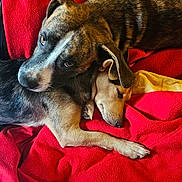 Deezel With Dolly joined the competition — help win amazing prizes! animal, black_fur, blanket, brown_fur, comfort, companion, cozy, cute, dog, domestic_animal, friendship, fur, indoor, laying_down, pet, red_blanket, relaxed, resting, sleeping, snuggling