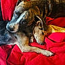 animal, black_fur, blanket, brown_fur, comfort, companion, cozy, cute, dog, domestic_animal, friendship, fur, indoor, laying_down, pet, red_blanket, relaxed, resting, sleeping, snuggling