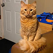 Garfield joined the competition — help win amazing prizes! armrest, blue_clothing, calm, cat, couch, domestic_animal, door, ears, feline, fluffy_tail, fur, home, indoor, leather, looking_at_camera, orange_object, orange_tabby, pet, sitting, whiskers