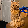armrest, blue_clothing, calm, cat, couch, domestic_animal, door, ears, feline, fluffy_tail, fur, home, indoor, leather, looking_at_camera, orange_object, orange_tabby, pet, sitting, whiskers