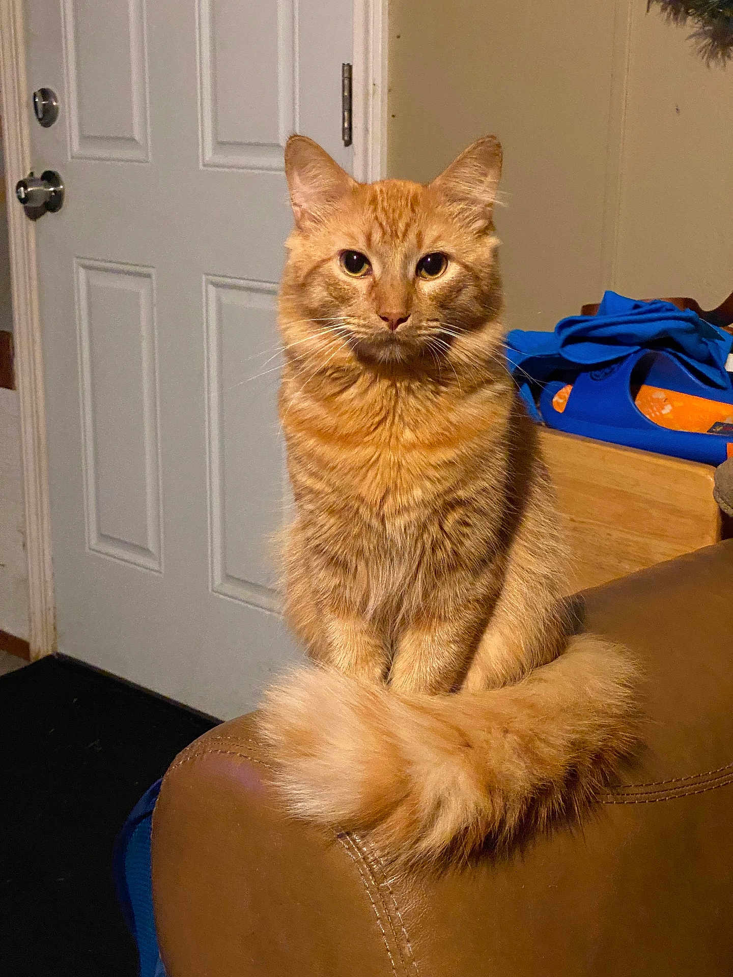 Garfield