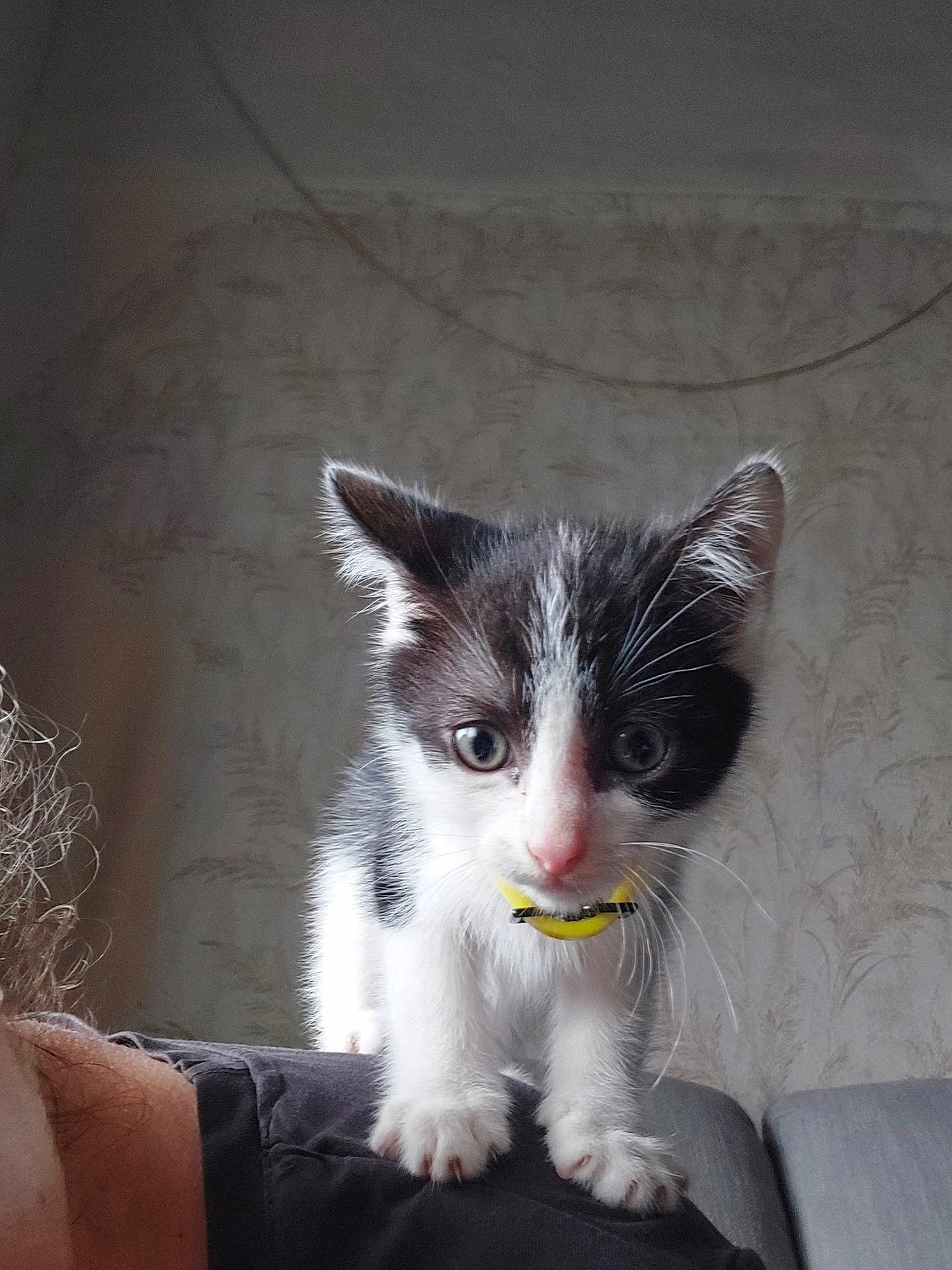 Yoshi a rejoint le concours — aidez-le/la à gagner de superbes lots ! kitten, cat, black_and_white, pet, collar, indoor, shoulder, close_up, curious, animal, whiskers, fur, young, domestic_cat, cute, portrait, person_partial, background, wallpaper, feline