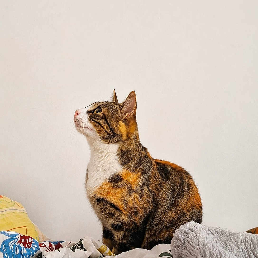 Aimée