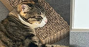Aimée a rejoint le concours — aidez-le/la à gagner de superbes lots ! cat, tabby, pet, animal, sleeping, relaxed, floor, tile, scratching_pad, paw, whiskers, fur, indoor, resting, closeup, side_view, domestic_cat, mammal, cute, calm