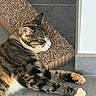 cat, tabby, pet, animal, sleeping, relaxed, floor, tile, scratching_pad, paw, whiskers, fur, indoor, resting, closeup, side_view, domestic_cat, mammal, cute, calm