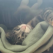 Aimée a rejoint le concours — aidez-le/la à gagner de superbes lots ! cat, tabby, pet_carrier, blanket, indoor, resting, cozy, feline, soft, fur, whiskers, relaxed, crate, animal, sleepy, domestic_cat, closeup, comfort, house_pet, nap