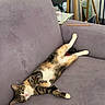Aimée participe au concours pour gagner de l'argent avec cette photo : cat, couch, purple_couch, relaxed, sprawled, indoor, vinyl_records, table, suitcase, cozy, furniture, pet, sleeping_cat, striped_cat, calico_cat, home, living_room, resting, cute, domestic_animal