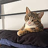 Aimée participe au concours pour gagner de l'argent avec cette photo : cat, tabby_cat, folded_clothes, clothing, stack, metal_rack, indoor, pet, animal, fur, whiskers, ears, resting, relaxed, domestic_cat, sitting, soft_texture, brown, black, white