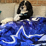 Roscoe joined the competition — help win amazing prizes! dog, couch, blanket, indoor, pet, fur, black_and_white, collar, brick_wall, cozy, relaxed, animal, home, furniture, portrait, laying_down, comfort, cute, domestic, resting