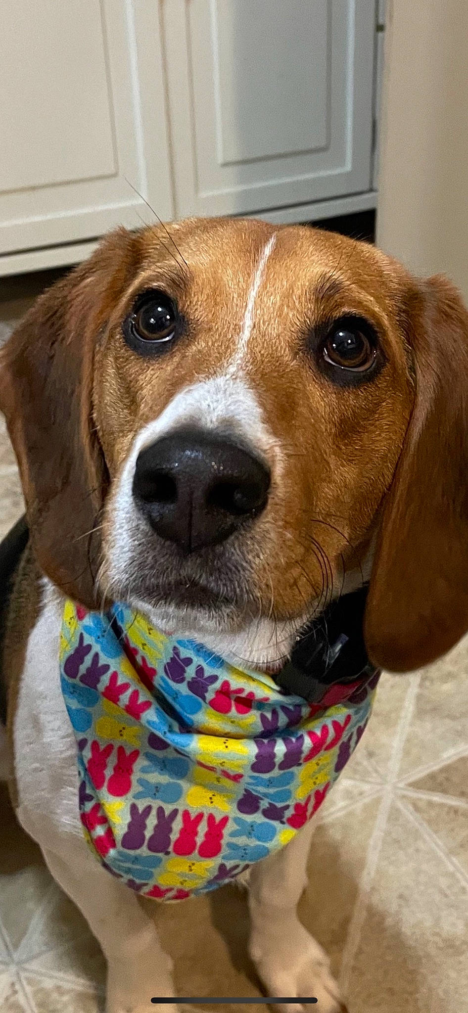 Finnigan joined the competition — help win amazing prizes! beagle, canidae, carnivore, collar, companion_dog, dog, dog_breed, dog_collar, dog_supply, fur, hound, hunting_dog, liver, mammal, pet_supply, snout, sporting_group, vertebrate, whiskers, working_animal