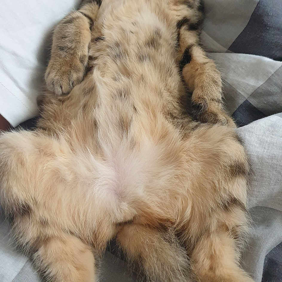 Clochette
