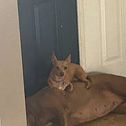 Tatortot joined the competition — help win amazing prizes! animal, brown_dog, calm, canine, companion, dog, door, floor, home, house, indoor, large_dog, light_brown_dog, pet, quiet, relaxing, resting, small_dog, tile_floor, two_dogs