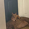 animal, brown_dog, calm, canine, companion, dog, door, floor, home, house, indoor, large_dog, light_brown_dog, pet, quiet, relaxing, resting, small_dog, tile_floor, two_dogs