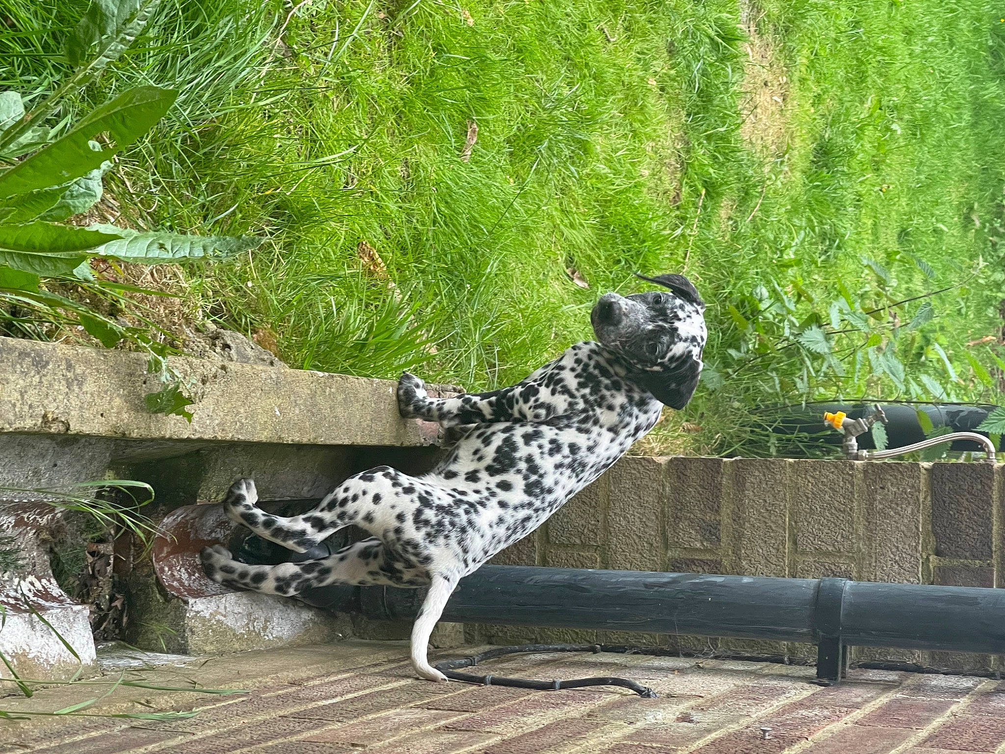 Disney is registered to the contest to win money with this photo: art, canidae, dalmatian, dog, dog_breed, fawn, garden, grass, grass_family, groundcover, non_sporting_group, plant, shrub, sporting_group, tail, terrestrial_animal, tree, wildlife, wood, working_animal