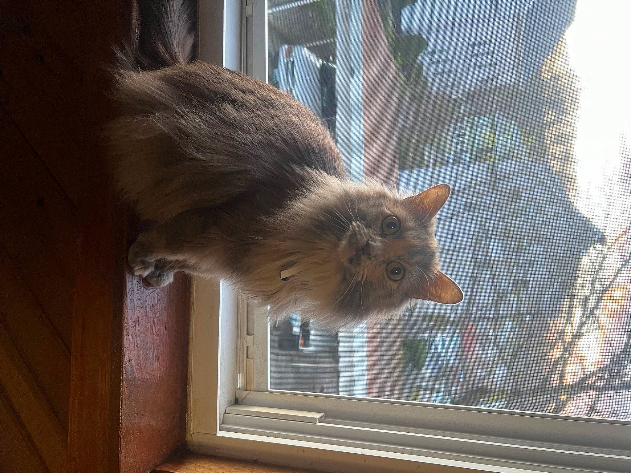 Alex is registered to the contest to win money with this photo: carnivore, claw, fawn, felidae, fox_squirrel, fur, house, plant, procyonidae, rodent, small_to_medium_sized_cats, snout, squirrel, tail, terrestrial_animal, tree, whiskers, wildlife, window, wood